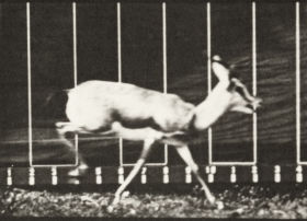 Plate 698 Antelope galloping — figure reference